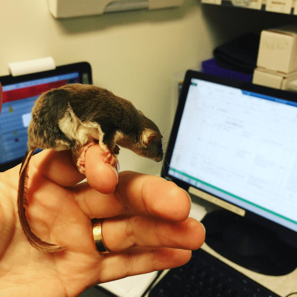 A feathertail glider (Acrobates pygmaeus) perches on Dr Jodie's left hand. The glider is staring thoughtfully at a computer screen.